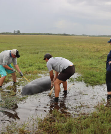 People stand by a manatee in a puddle