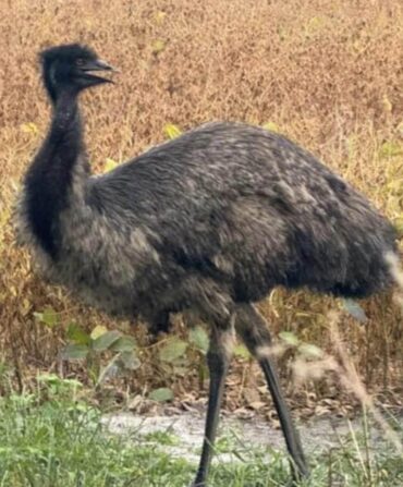 An emu in a field