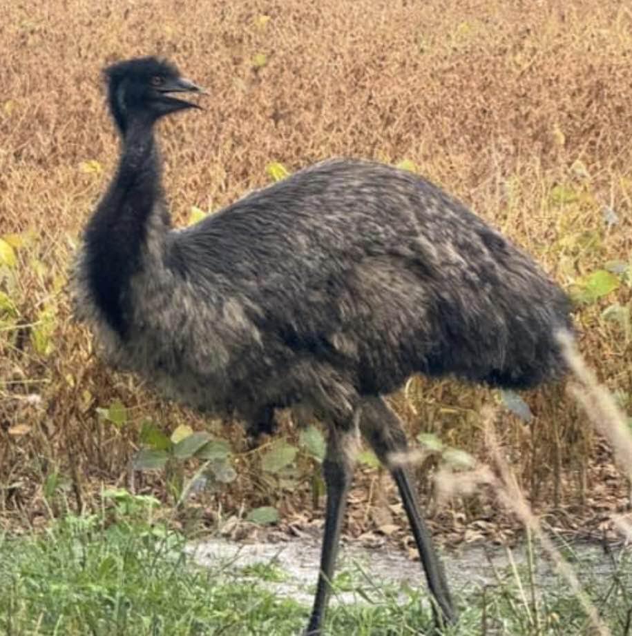 An emu in a field
