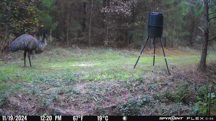 An emu caught on a trail camera