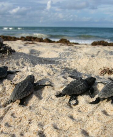 Four baby sea turtles move toward the ocean on a beach