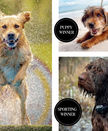 A collage of the 2024 Good Dog Photo Contest winners