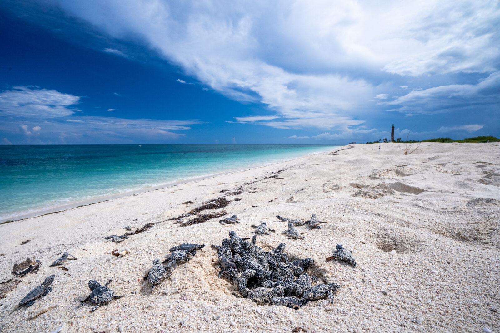 Loggerhead Turtles climb out of their nest and race towards the ocean.