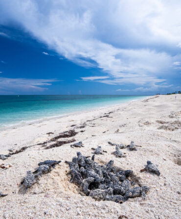 Loggerhead Turtles climb out of their nest and race towards the ocean.