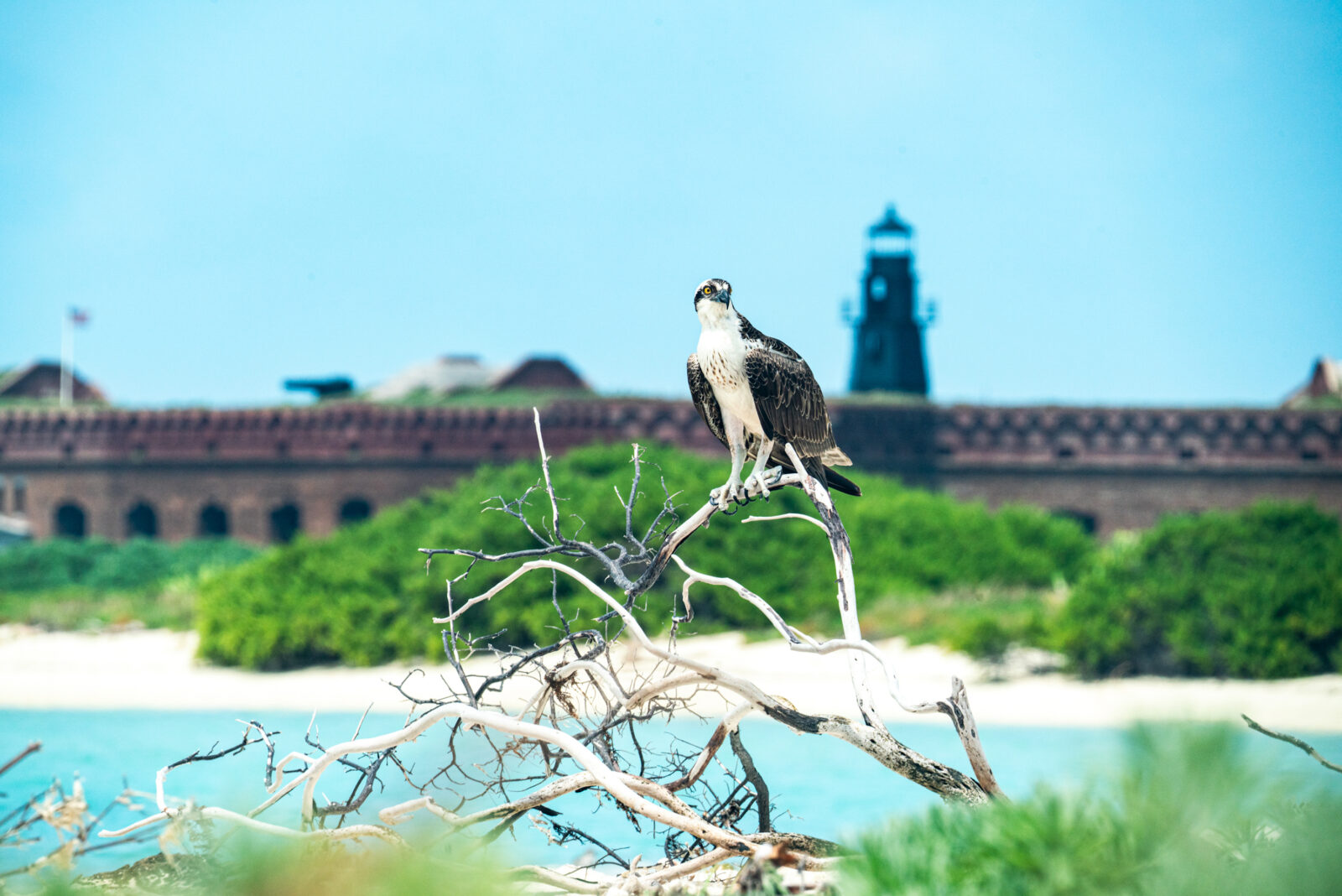 An osprey perches on a branch in front of a sea fortress