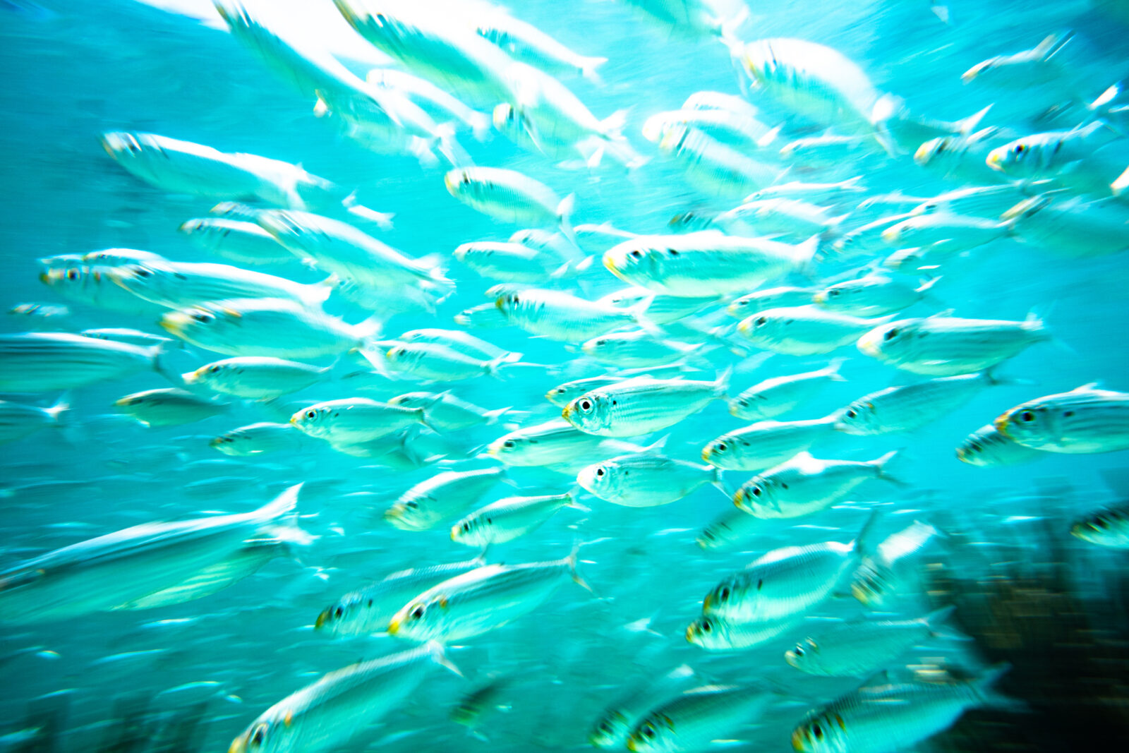 Giant schools of pilchards in the thousands can be seen often in the waters surrounding Garden Key