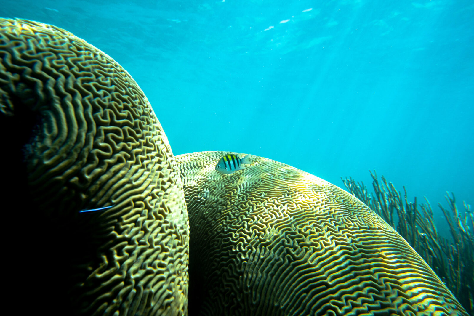 A reef of healthy brain coral underwater