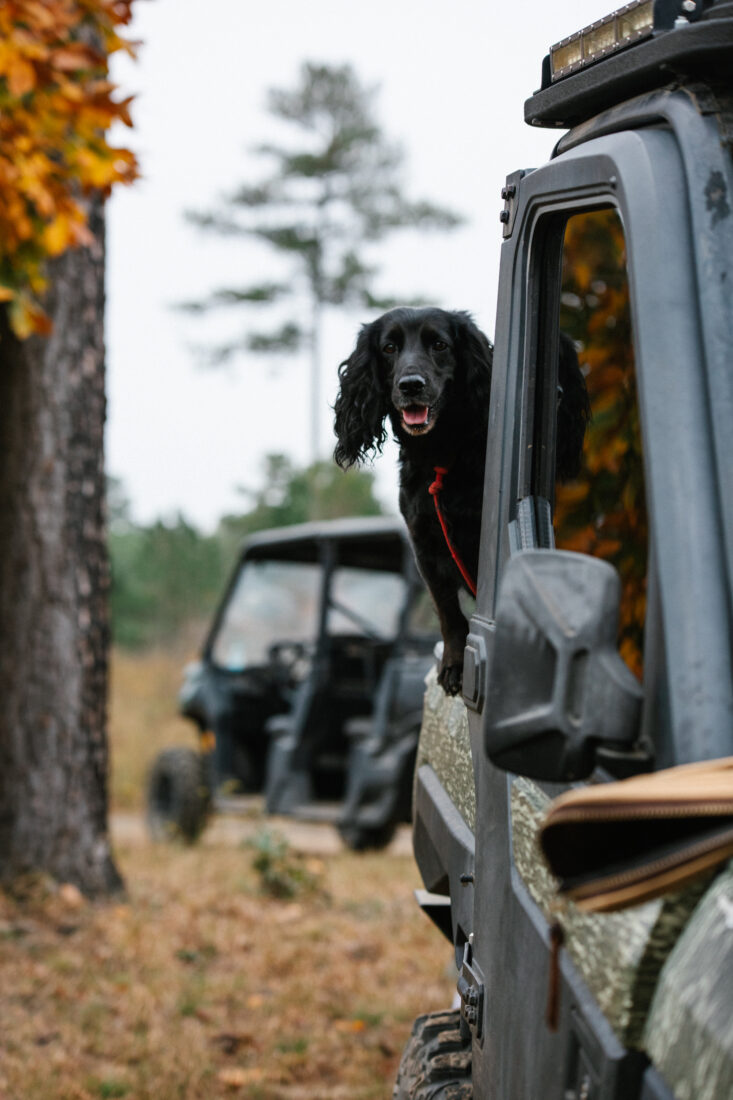 A four-legged fan rides shotgun.