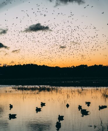 Duck hunting in Black Pearl, Maryland.