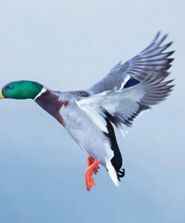 A mallard in flight