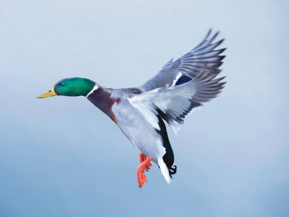 A mallard in flight