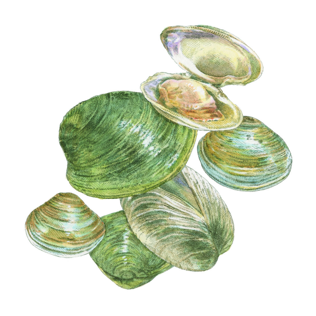 An illustration of clams