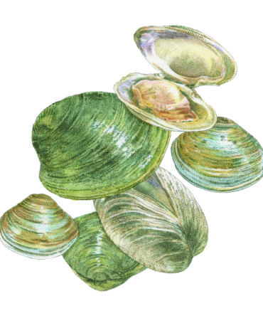 An illustration of clams