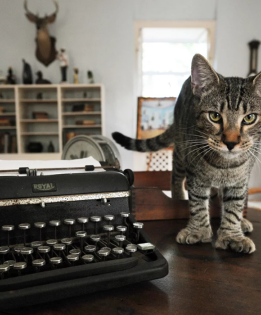 A cat stands on a desk with a typewriter