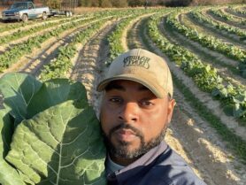 A man stands in a collard field