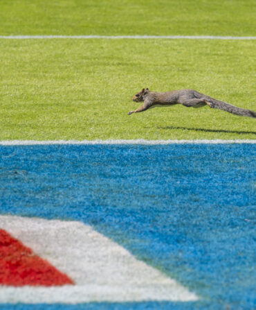 Lewis the squirrel runs out on the field during the Ole Miss-Oklahoma game.