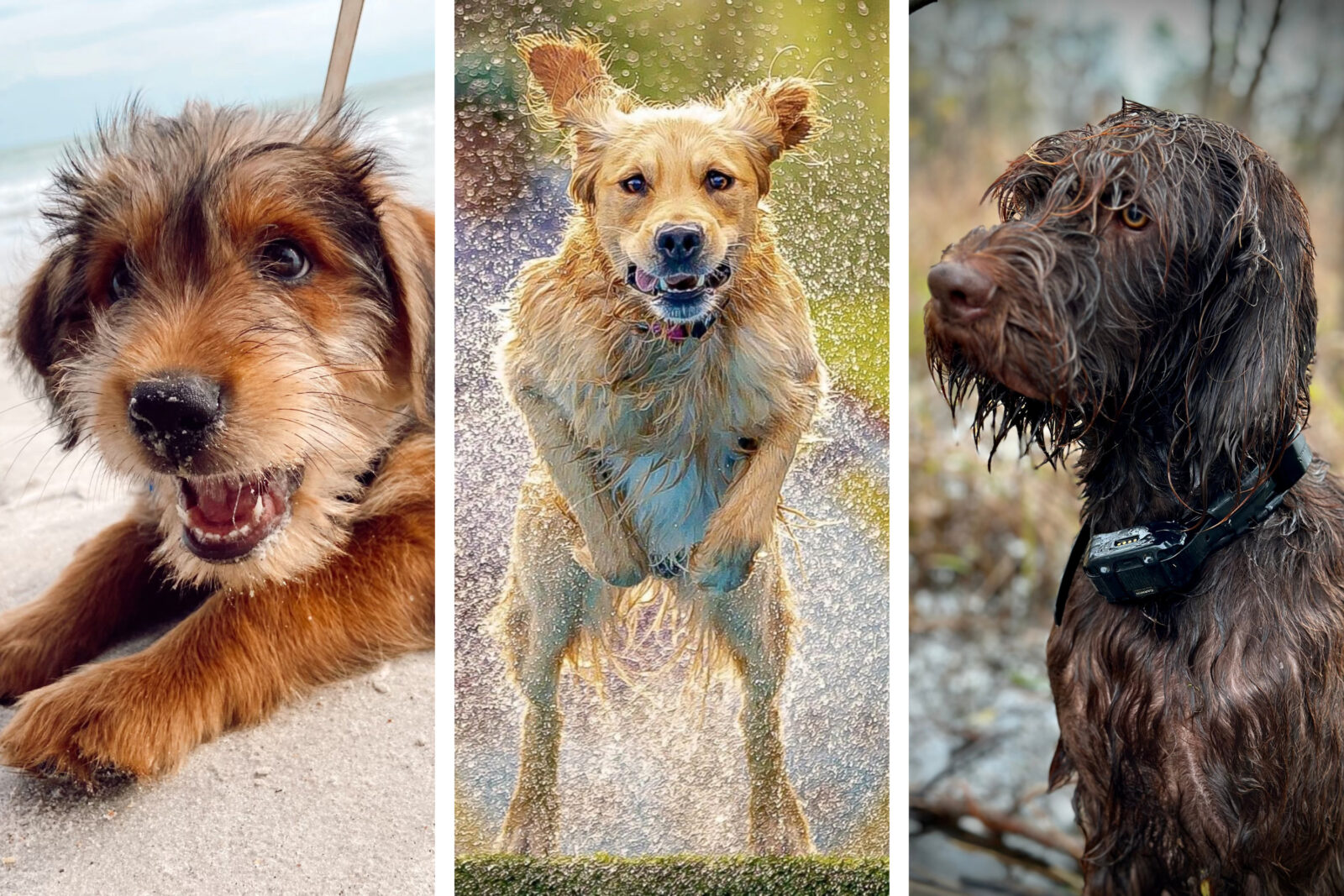 Three photos of three dogs