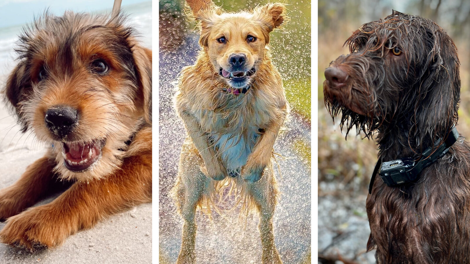 Three photos of three dogs