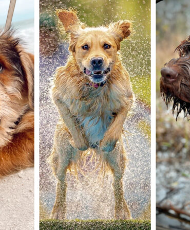 Three photos of three dogs