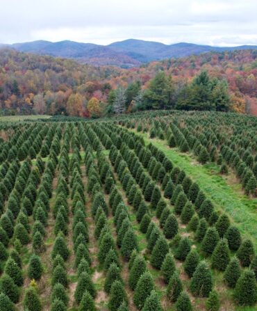 A field of Christmas trees at Wishon Evergreens in Sparta, North Carolina.