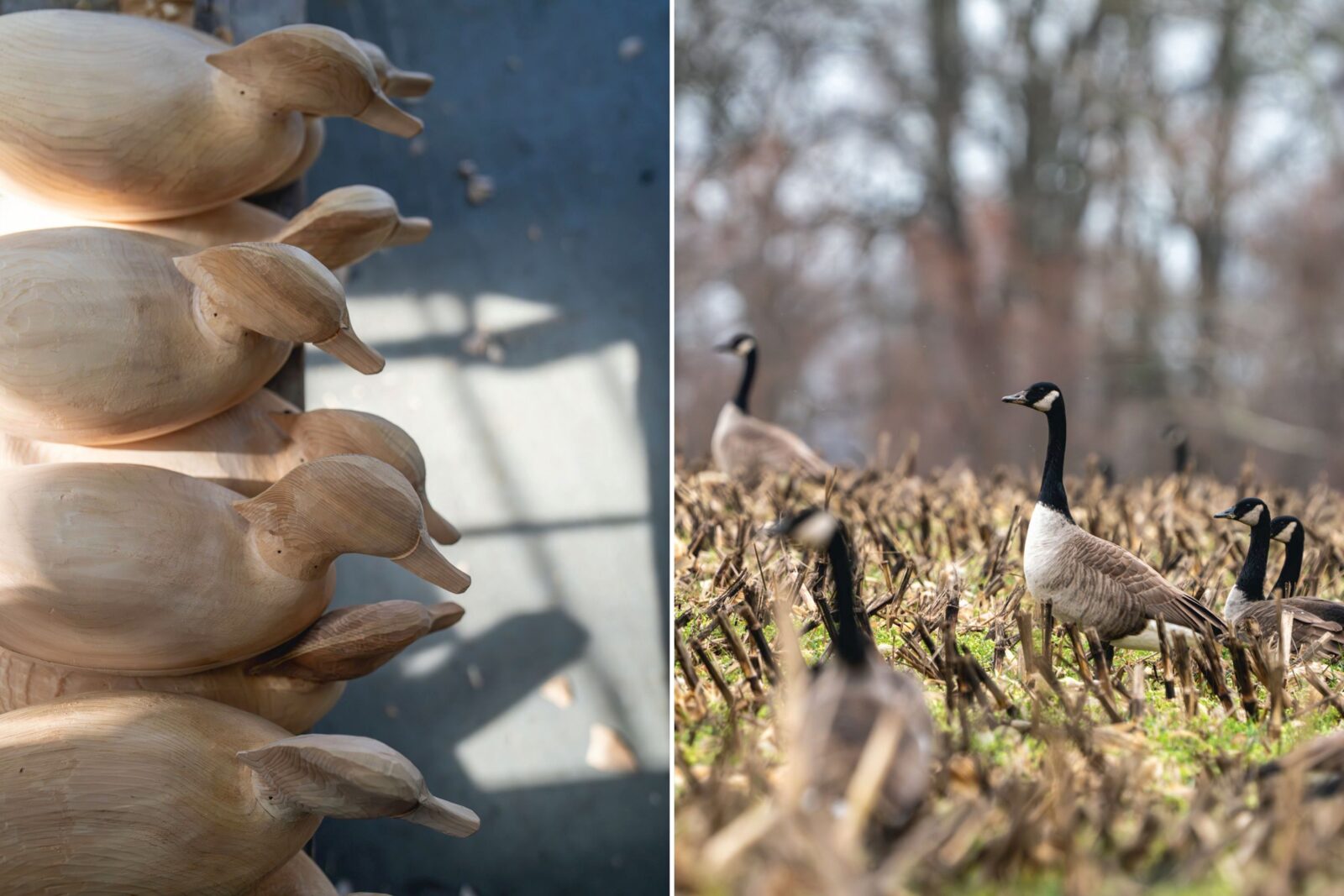 Wood duck decoys; a field of geese