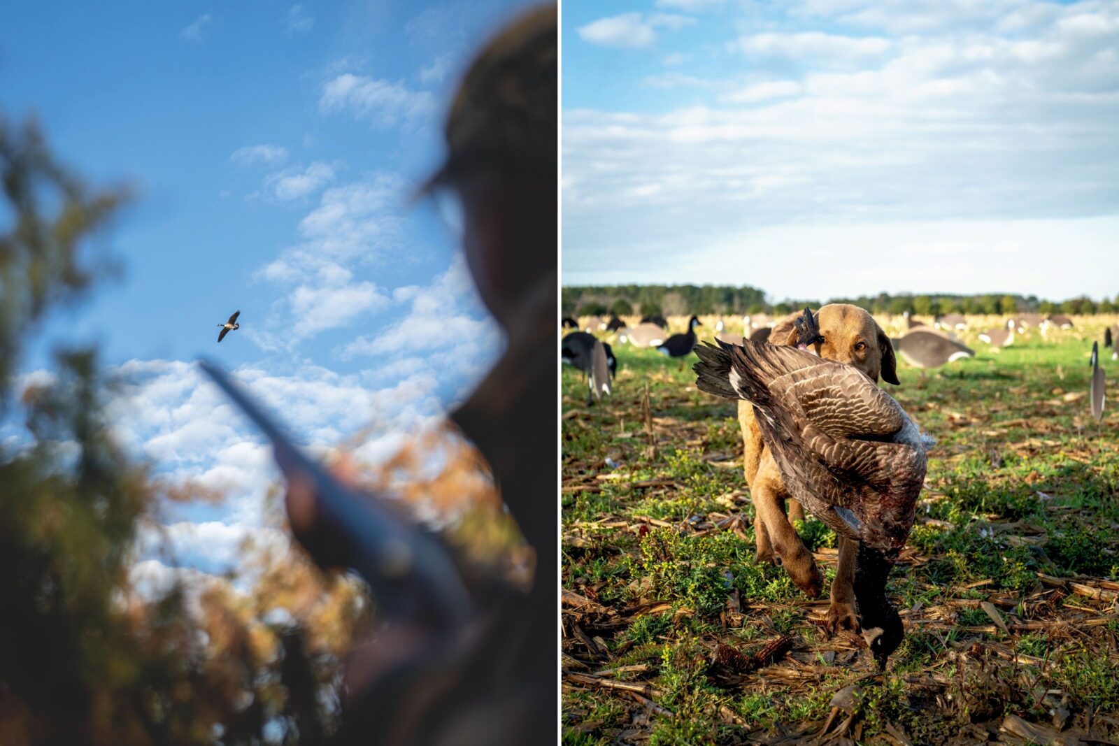 A gun points toward a goose in the sky; a dog carries a goose