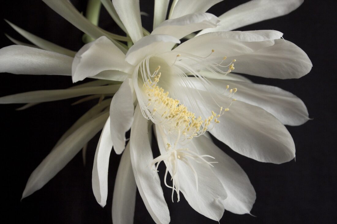 An Epiphyllum Oxypetalum flower