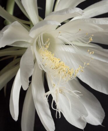 An Epiphyllum Oxypetalum flower