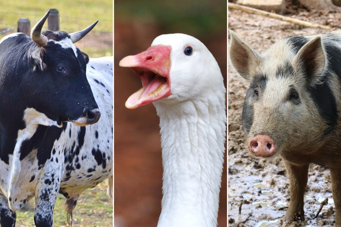 A cow with horns; a duck; a pig