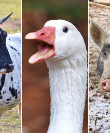 A cow with horns; a duck; a pig