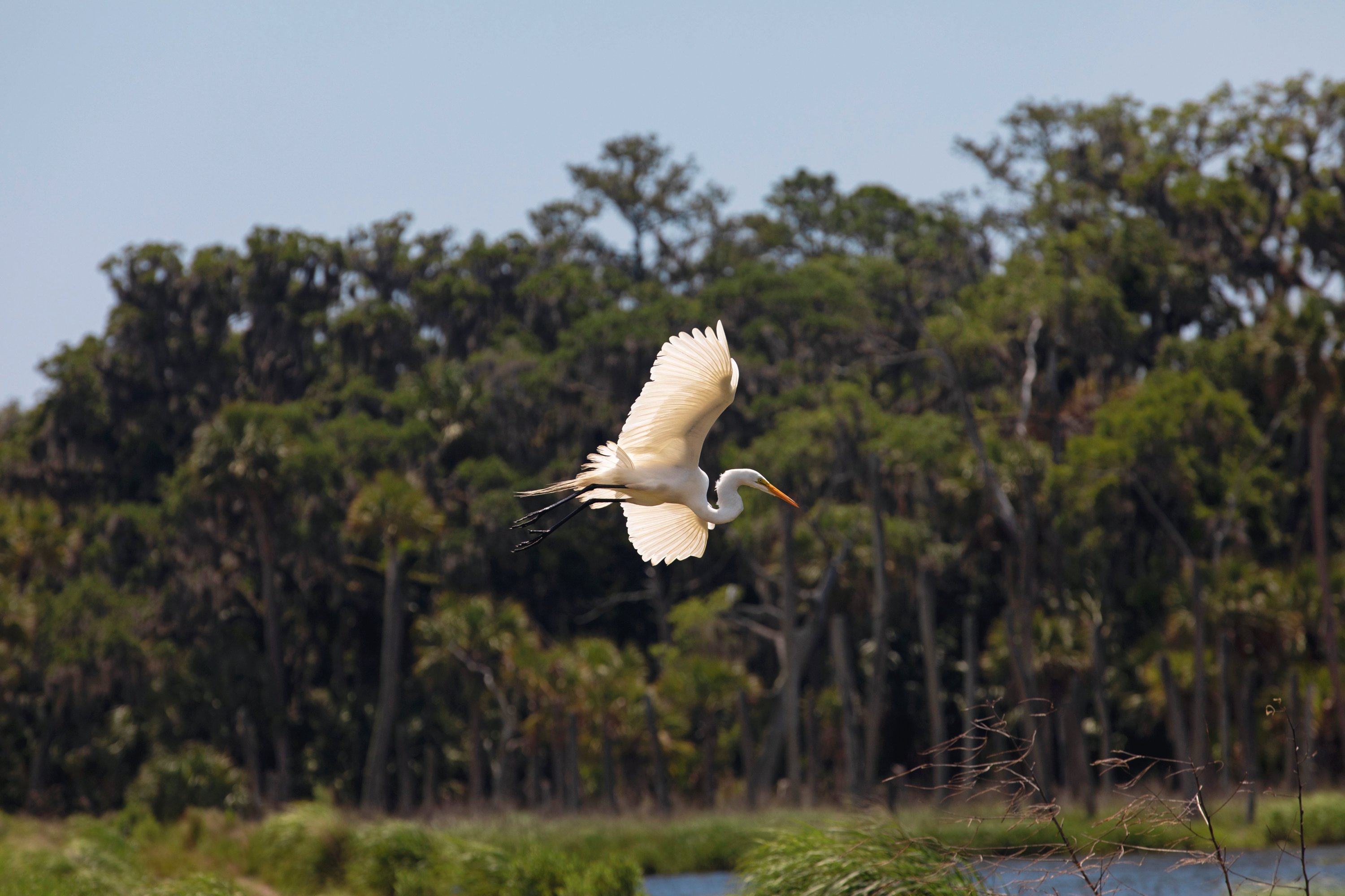 A great egret flies above the marsh on Ossabaw Island, Georgia.