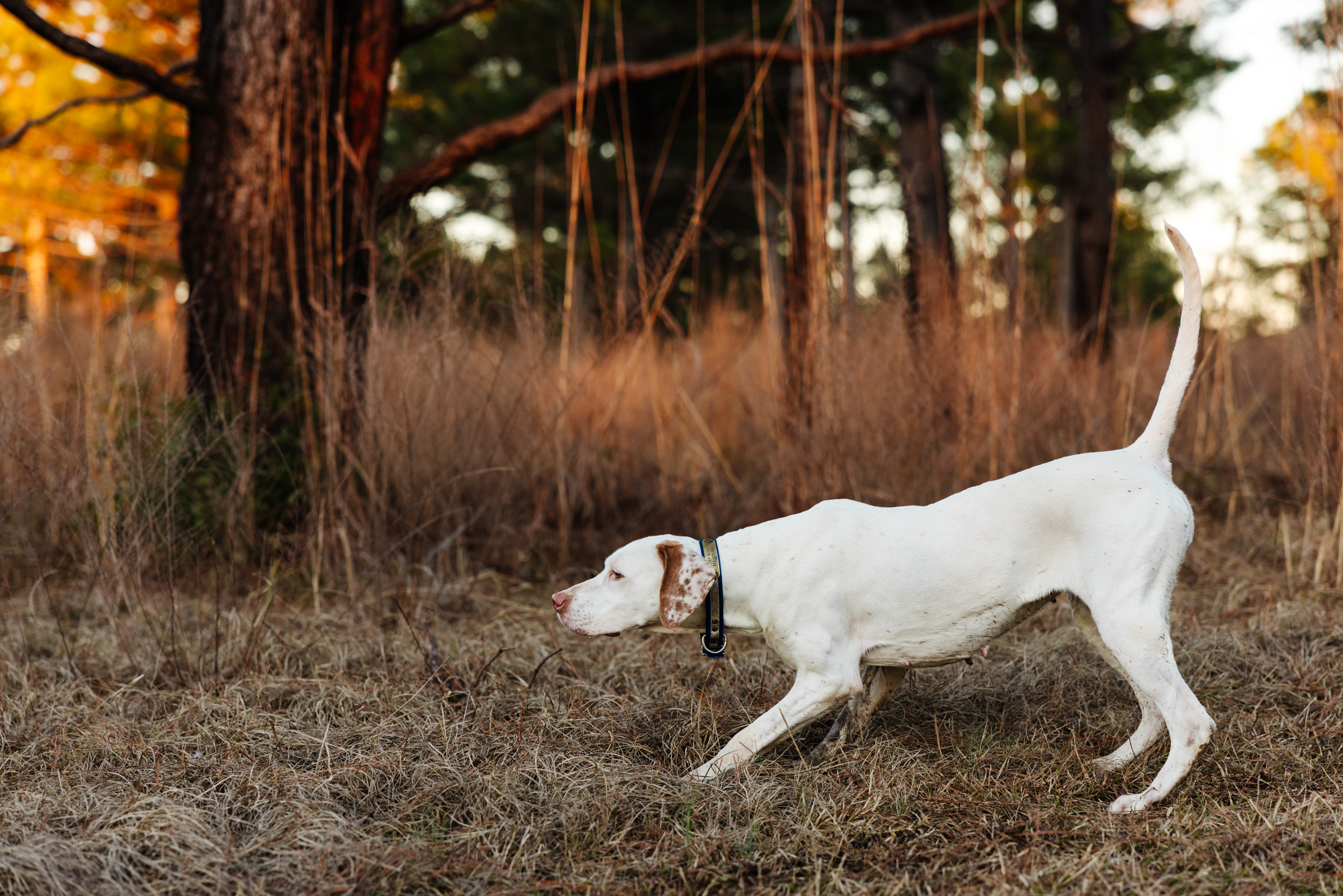 A white and brown dog points in a field