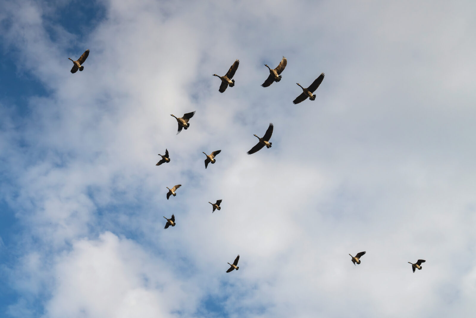 Geese fly through a blue sky