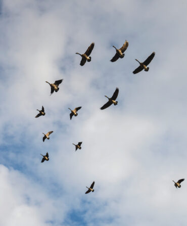 Geese fly through a blue sky