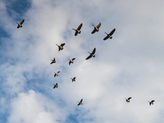 Geese fly through a blue sky