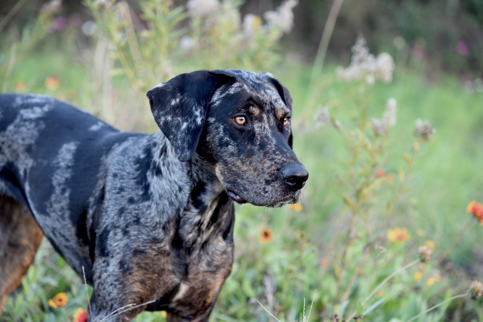 An Ode To The Catahoula Leopard Dog Louisiana s Swamp Pup Garden Gun An Ode To The Catahoula Leopard Dog Louisiana s Swamp Pup Garden Gun