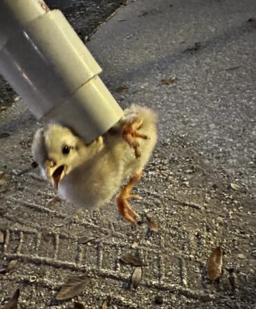 A chicken attached to a vacuum