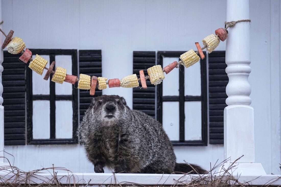 A groundhog looks at a string of treats in an outdoor enclosure