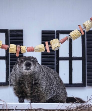 A groundhog looks at a string of treats in an outdoor enclosure