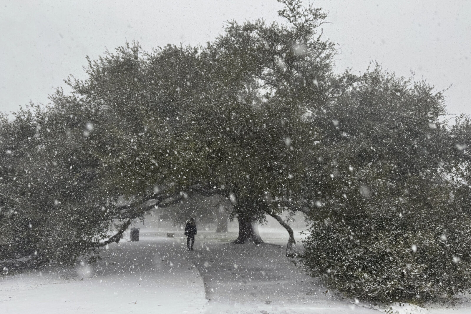 Snow covers a live oak