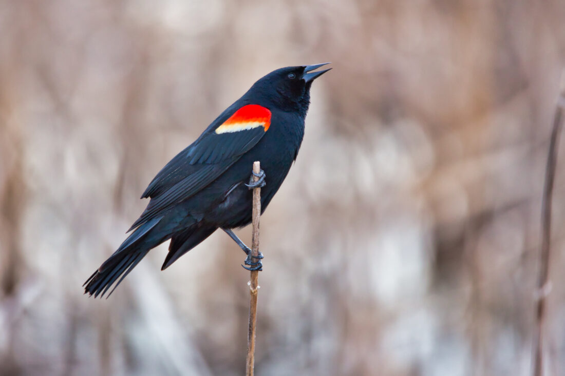 A male red-winged blackbird.