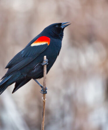 A male red-winged blackbird.