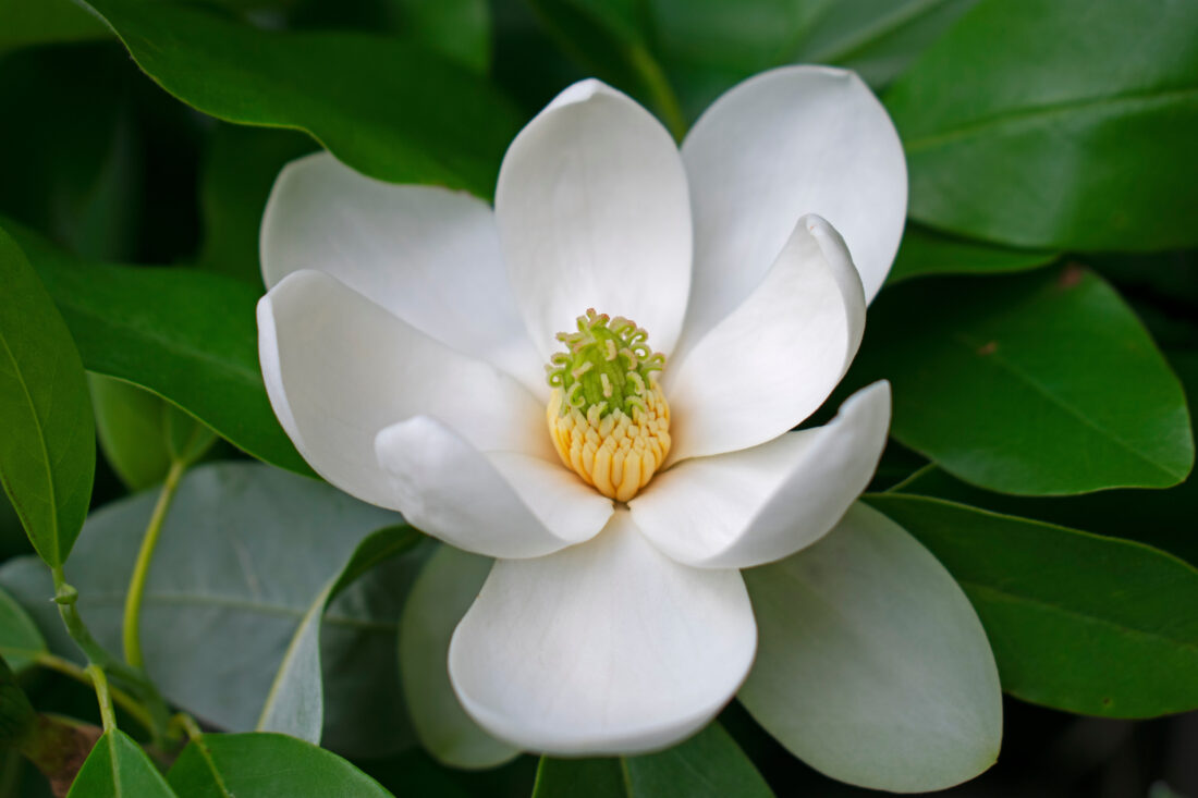 A blooming magnolia