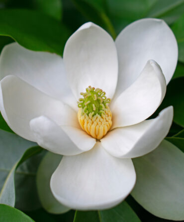 A blooming magnolia