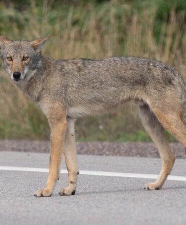 A coyote on a roadway