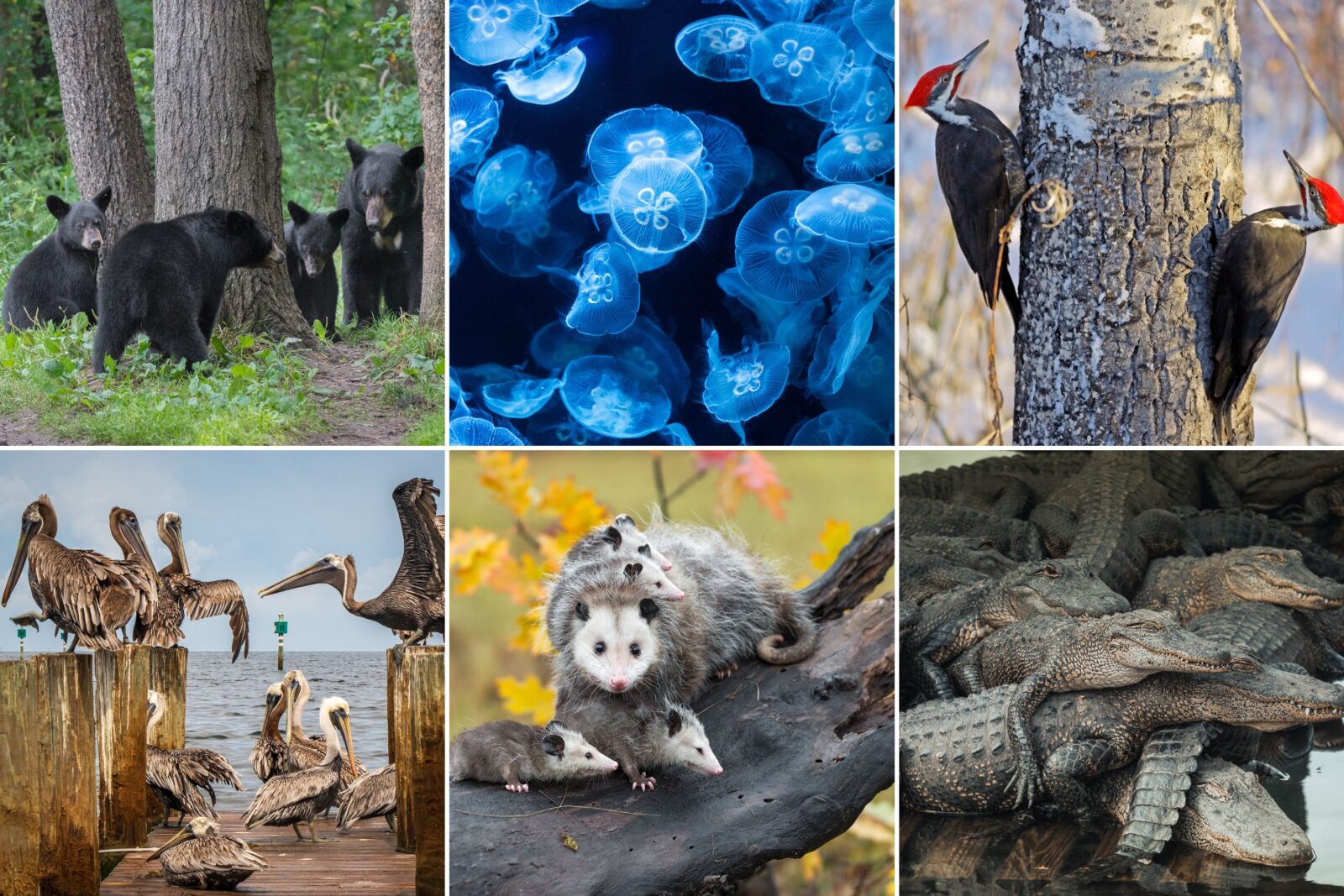 A collage of different groups of animals