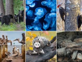 A collage of different groups of animals