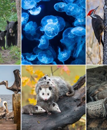 A collage of different groups of animals