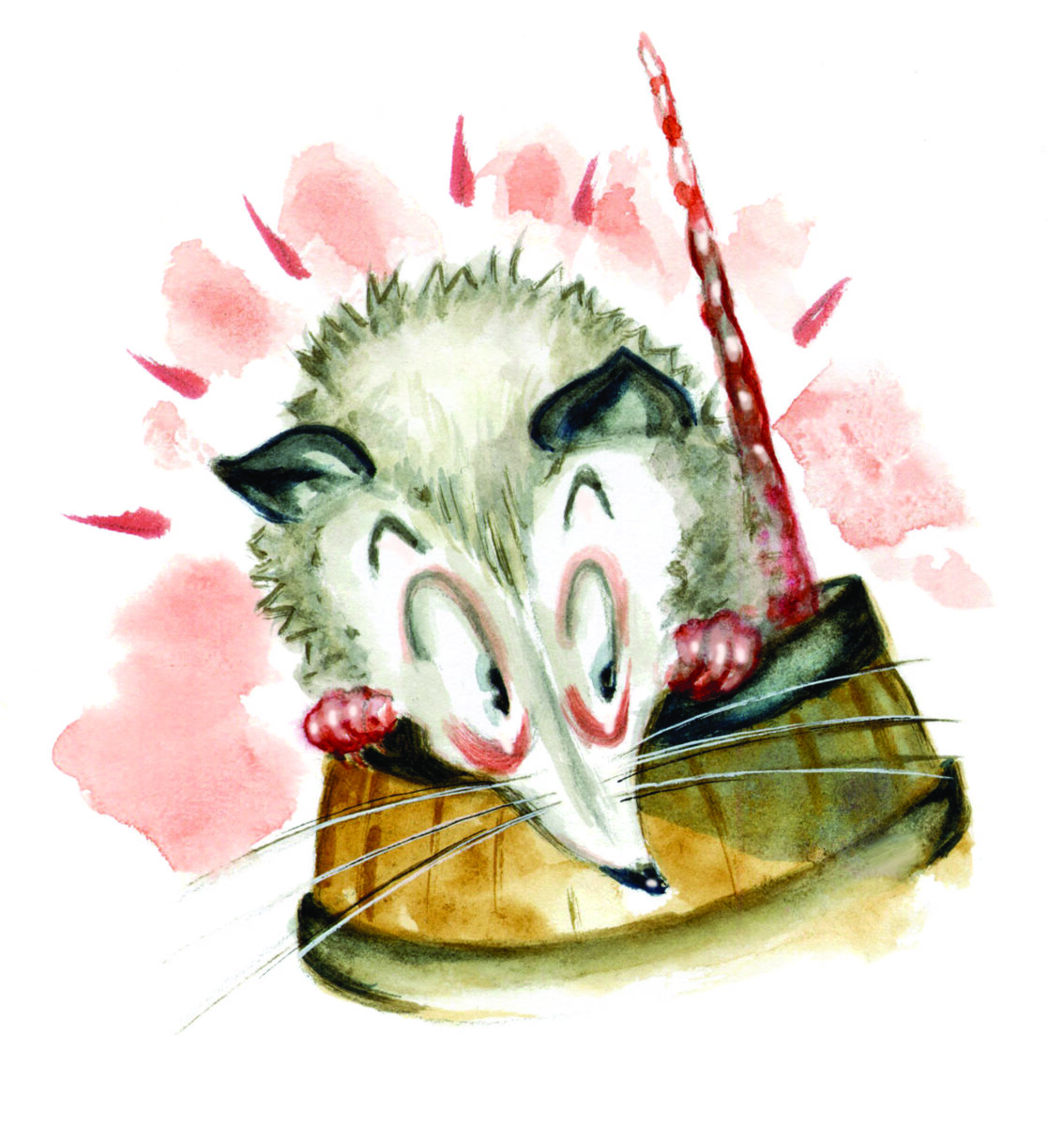 An illustration of a possum in a barrel