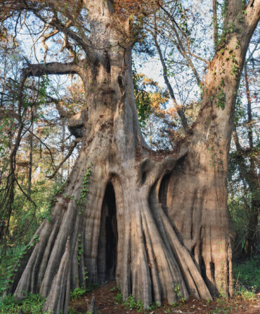 A giant bald cypress tree in a forest